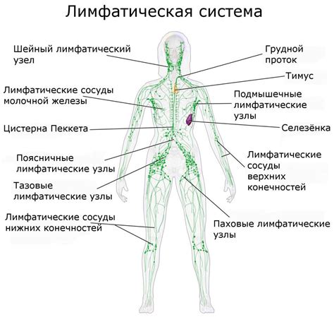 Лимфоузлы в области живота и паховой области