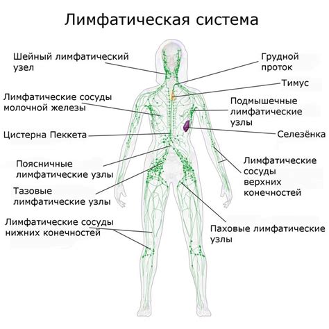 Лимфоузлы в области ног