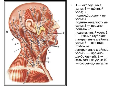 Лимфоузлы головы и шеи