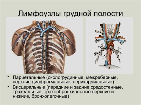 Лимфоузлы грудной клетки