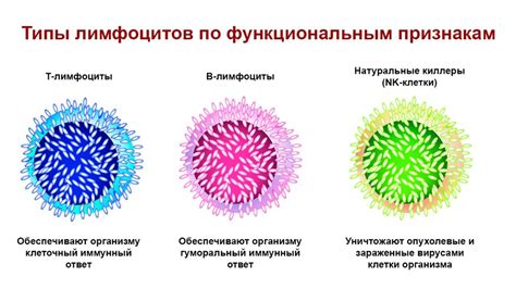 Лимфоцитоз: что это такое?