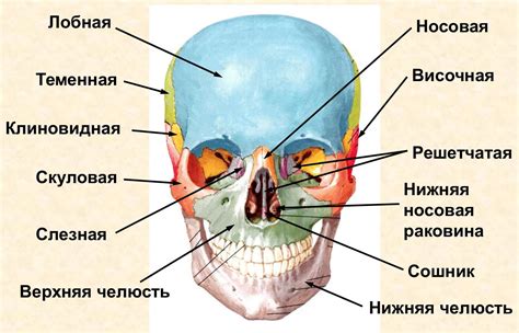 Лицевой отдел черепа: анатомия и роль