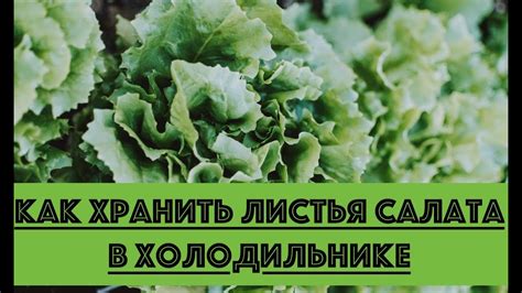 Лучшие способы консервации салата листового