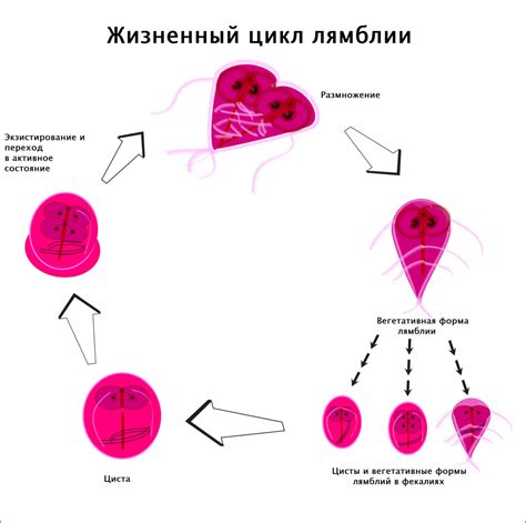 Лямблиоз: распространение и причины инфекции