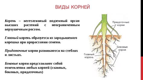 Меры по укреплению растений