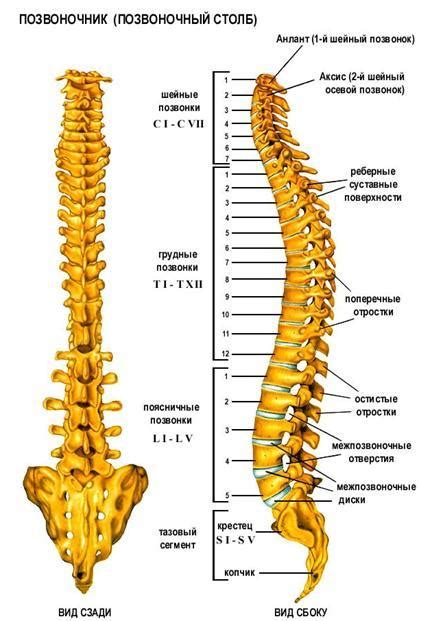 Местоположение L2 позвонка: анатомия и особенности