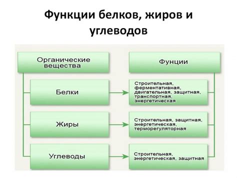 Метаболизм белков и углеводов