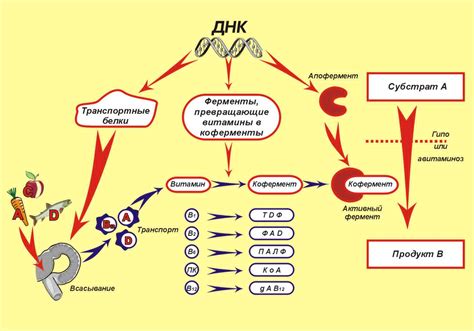 Метаболические последствия недостаточного количества адипоктвини