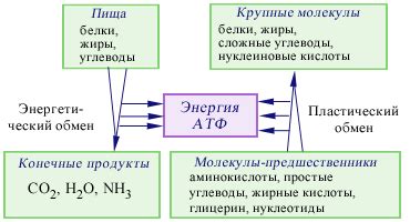 Метаболический процесс: организация и энергетический аспект