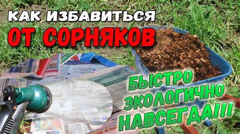 Методы борьбы с сорняками на огороде