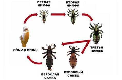 Методы передачи вшей с человека на человека