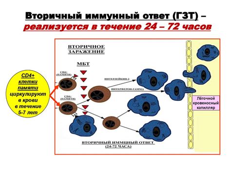 Механизмы вторичного иммунного ответа