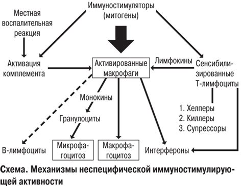 Механизмы действия иммуностимуляторов