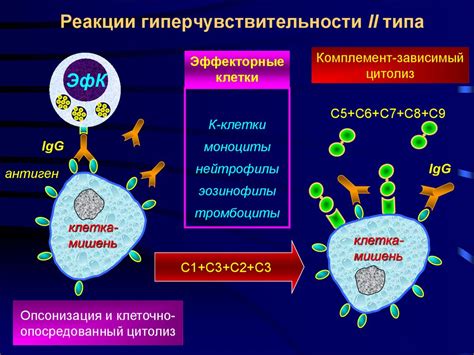 Механизмы первичного иммунного ответа