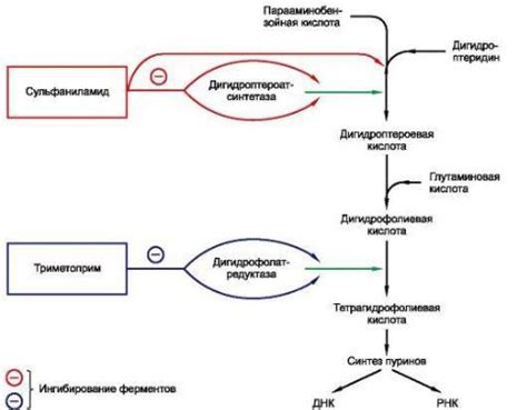 Механизмы развития устойчивости