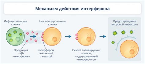 Механизм действия Дулотона: как это работает