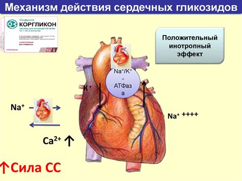 Механизм действия гликозидов сердечных