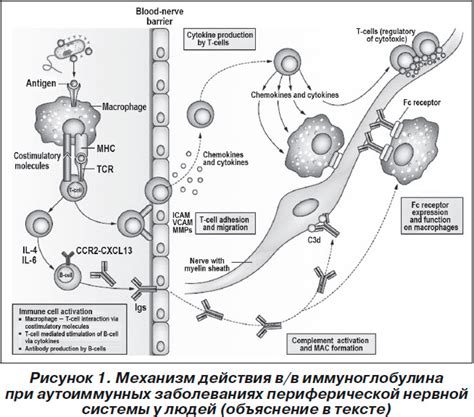 Механизм действия иммуноглобулина E