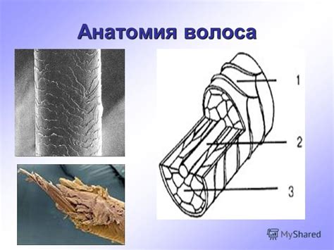 Механизм действия уксуса на волосы