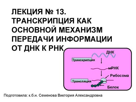 Механизм передачи генетической информации от матери к дочери