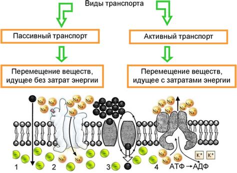 Механизм транспорта энергии в клетке