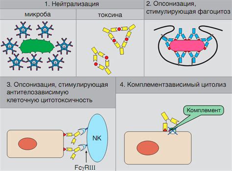 Механизм формирования IgM-антител