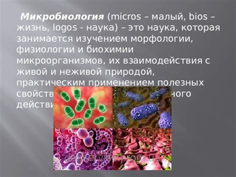 Микробиология: изучение микроорганизмов и их свойств