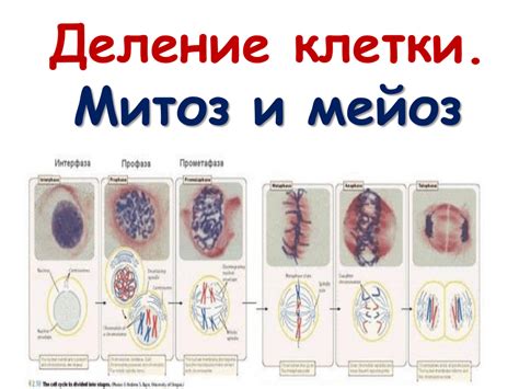 Митоз и мейоз: главные отличия