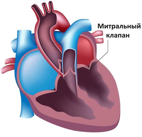 Митральный клапан