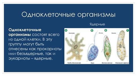 Многоклеточные организмы и их органы