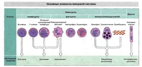 Моноциты и менопауза