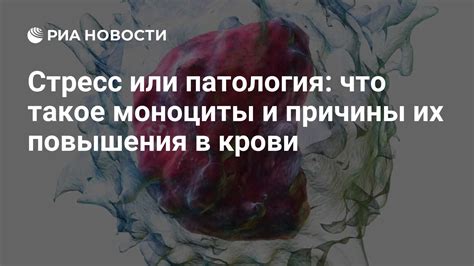 Моноциты у женщин