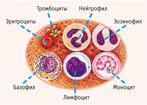 Моноциты - повышение уровня в крови у собаки: причины, симптомы, лечение