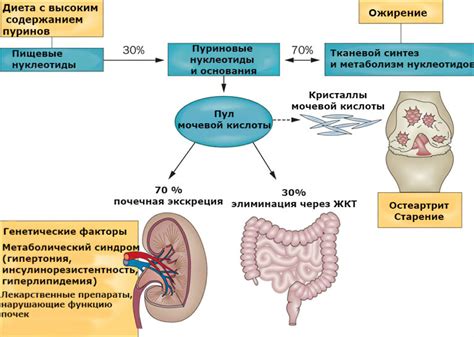 Мочевая кислота и организм: связь и функции