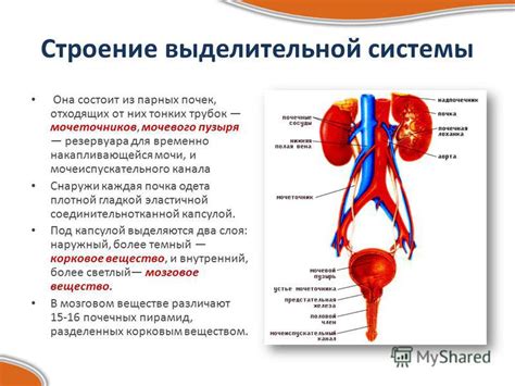 Мочевой пузырь: важный орган выделительной системы