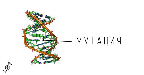 Мутации и адаптация