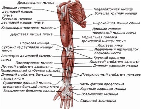 Мышцы верхней конечности