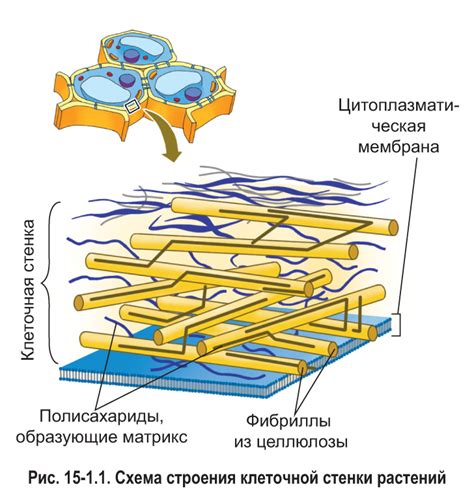 Наличие клеточной стенки