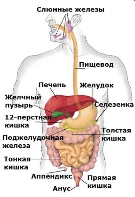 Нарушение пищеварения: проблема для желудка