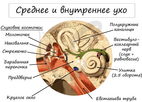 Нарушение равновесия в ухе