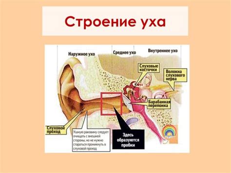 Нарушение структуры уха