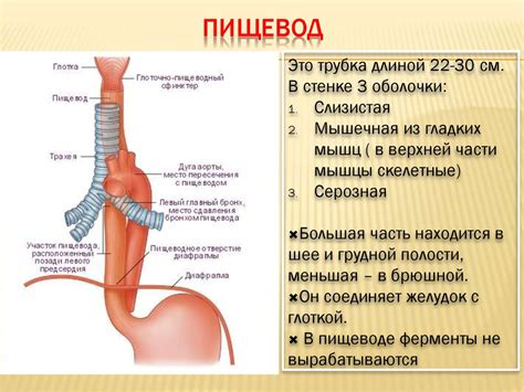 Нарушение функции пищевода и его роль в переваривании