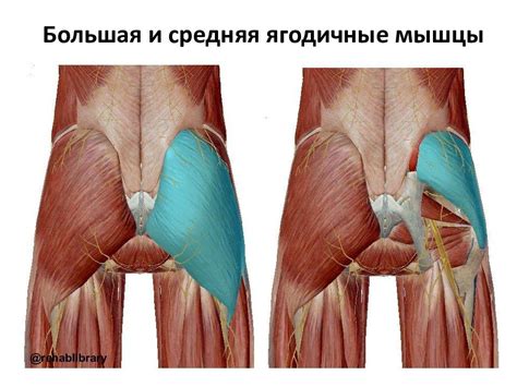 Нарушение функции ягодичных мышц