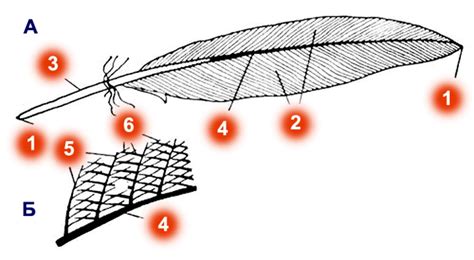 Научные объяснения нахождения пера птицы