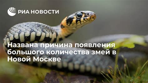 Научные объяснения появления мертвых змей