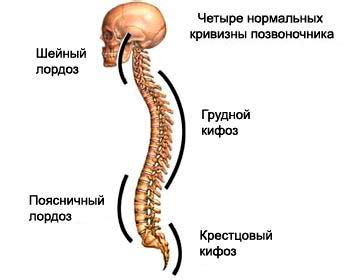 Начало формирования позвоночника