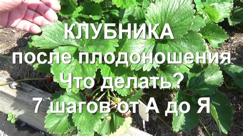 Начните обработку сразу после окончания плодоношения