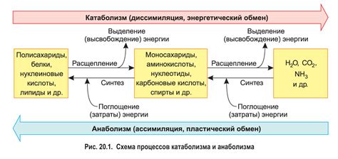 Недостаток кислорода и питательных веществ