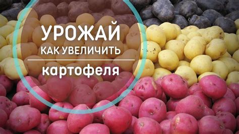 Недостаток питательных веществ: как подкормить тую