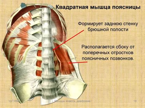 Недостаток физической активности и мышцы поясницы